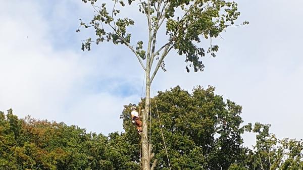 APS Tree Surgery and Fencing