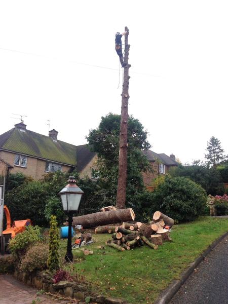 Tree Surgeon Derby & Nottingham