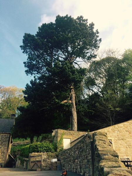 Tree Surgeon Derby & Nottingham