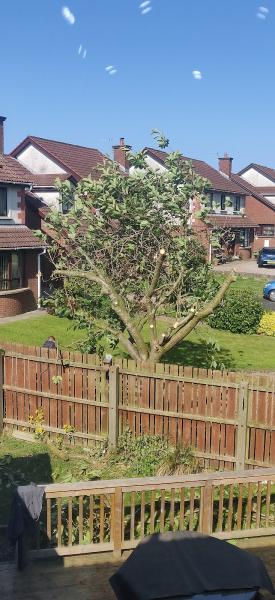 Newtownabbey Tree Services