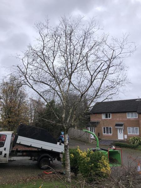 Arbcymru Tree Services