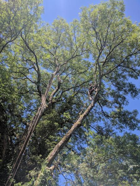 Arbcymru Tree Services