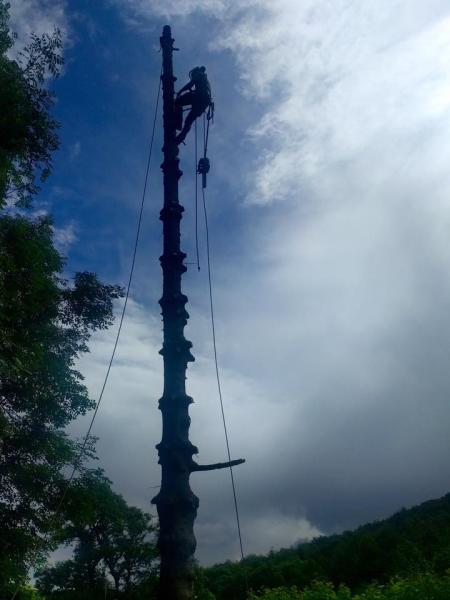 Arbcymru Tree Services