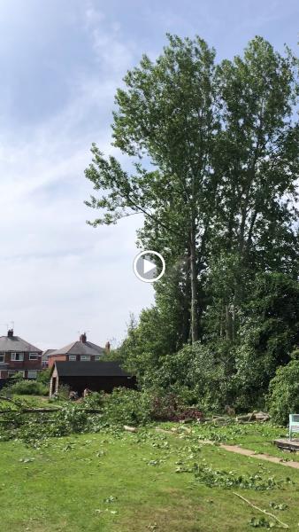 Special Branch Tree Surgery and Forestry