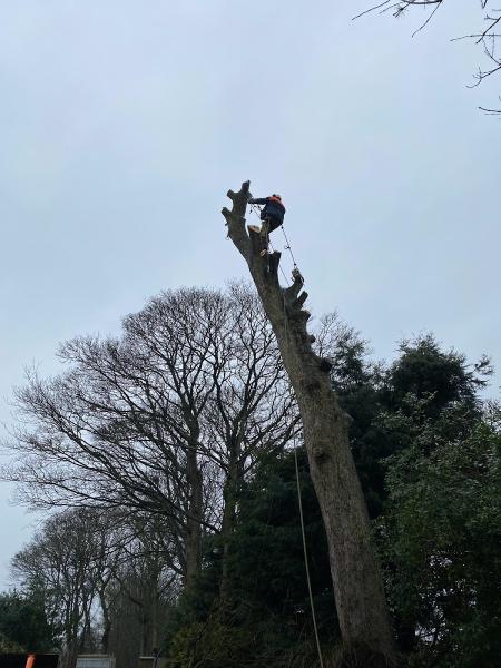 Special Branch Tree Surgery and Forestry