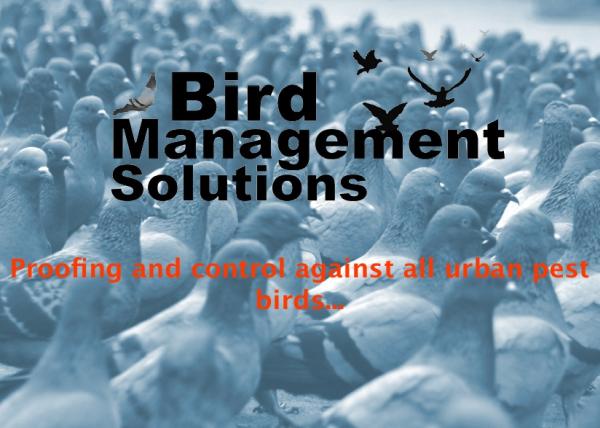 Bird Management Solutions