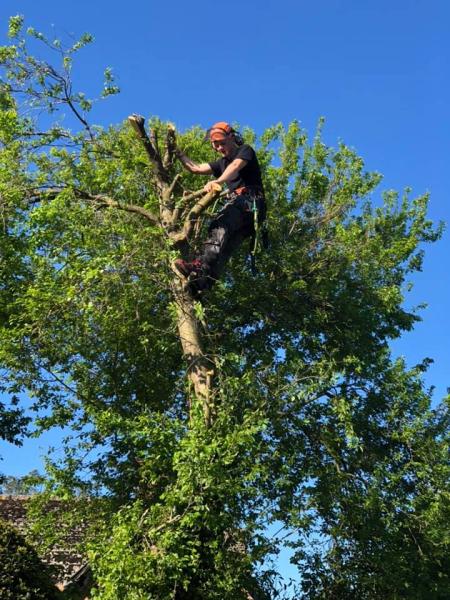 Devizes Tree Services