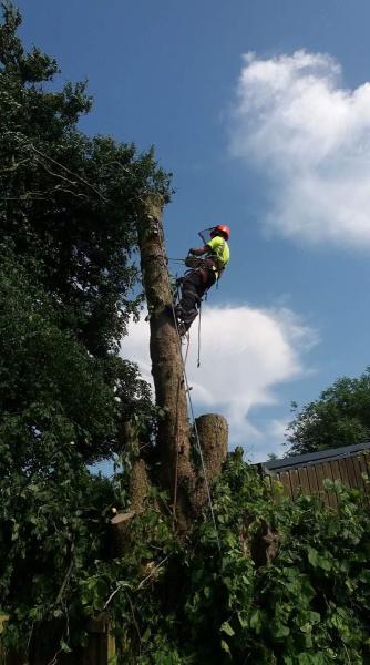 Oak Valley Tree Services