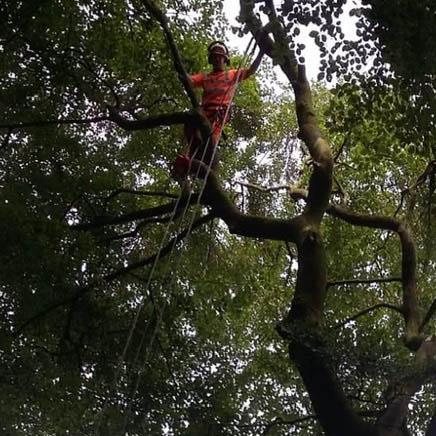 Clarkston Tree Surgeon