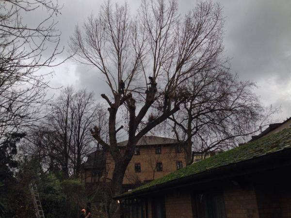 Moulton Tree Services Ltd