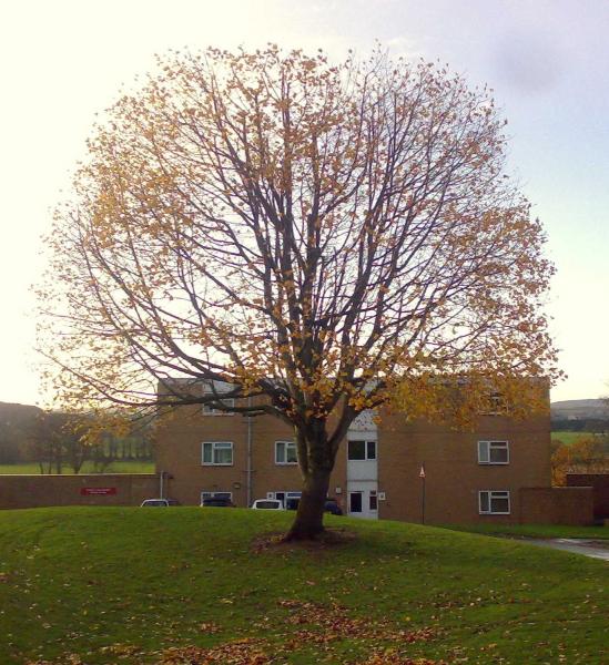 Arb Tree Care Ltd