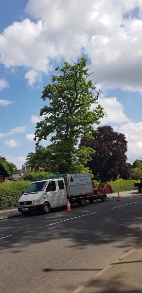 Abbey Tree Services