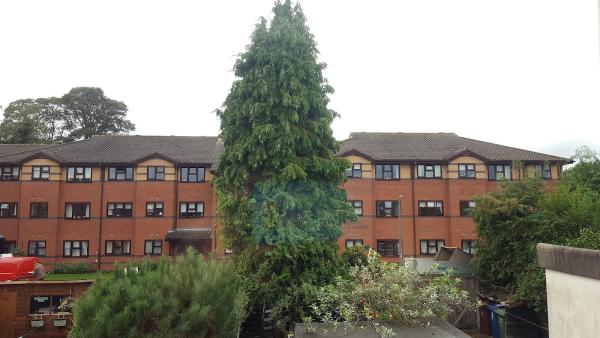 Woodman Tree Services