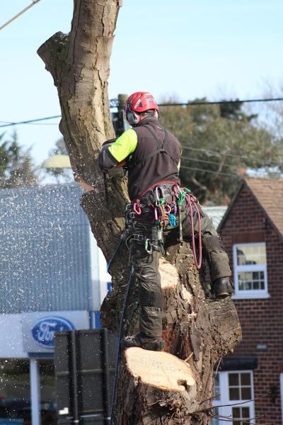 Tohunga Tree Services