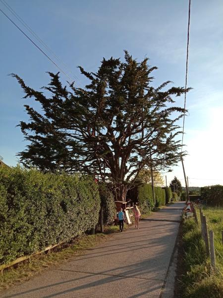 Little Oak Tree Care