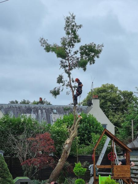 Tree Removal Services