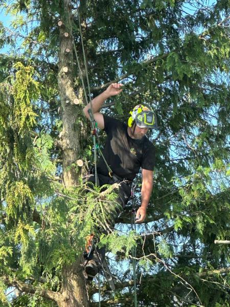 SPK Tree Services