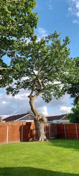 Natural Order Tree Care