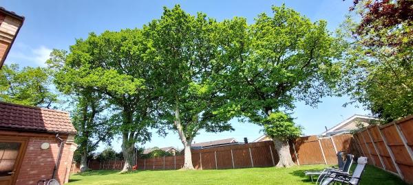 Natural Order Tree Care