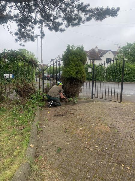 Tree Doctors