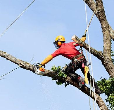 Anlaby Tree Services