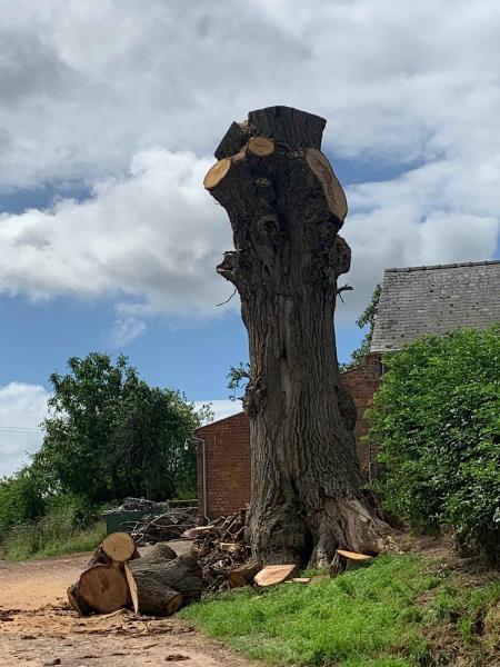 Gareth Higgs Tree Surgeon