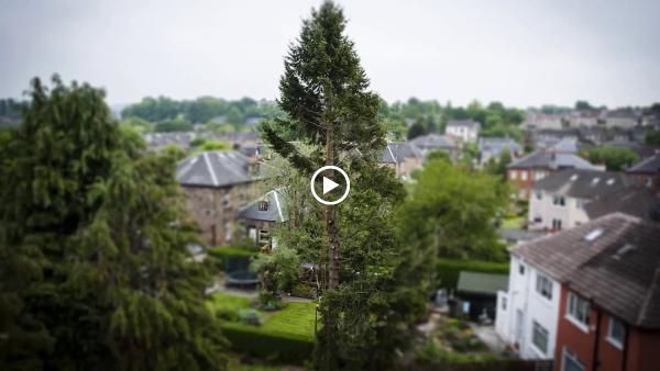 Tree Wise Tree Surgeons