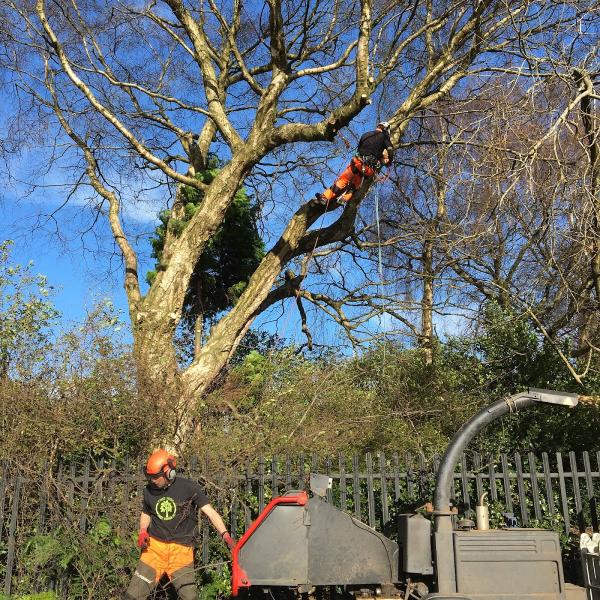 Tree Wise Tree Surgeons