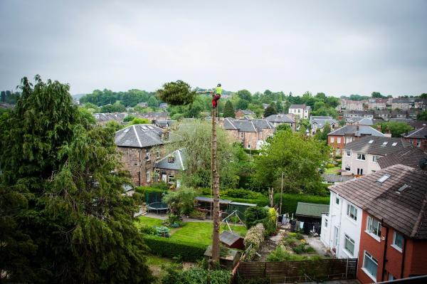 Tree Wise Tree Surgeons