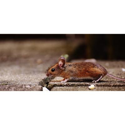 Your Pest Experts Greenwich