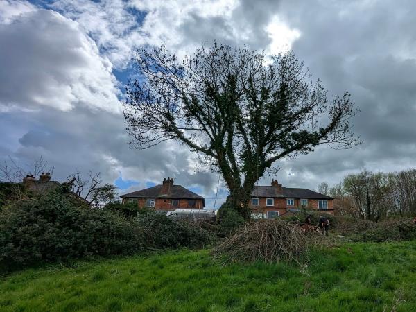 AH Tree Surgeon