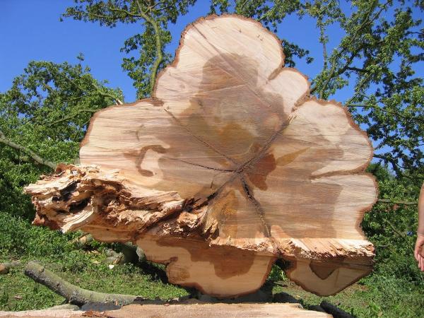 Devon Tree Services Ltd