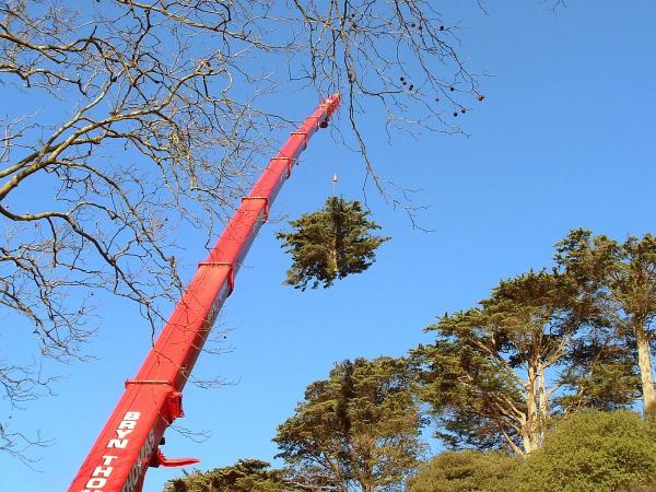 Devon Tree Services Ltd